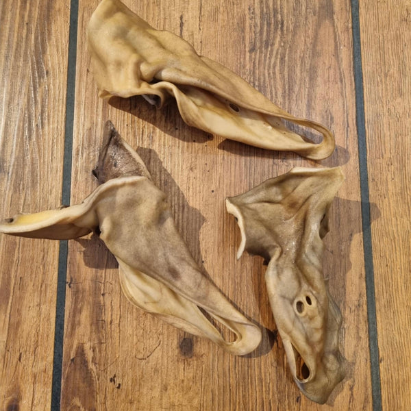 Kamelører - flere varianter