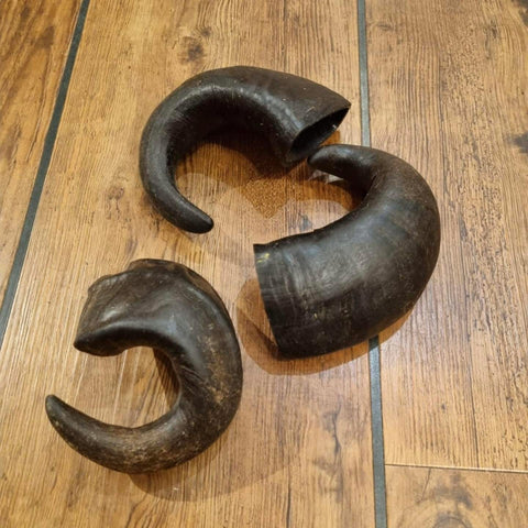 Buffalo Horn