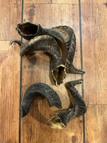 Lamme horn - flere varianter fra 15-25 cm